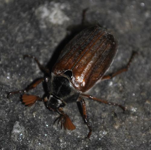 Melolontha melolontha